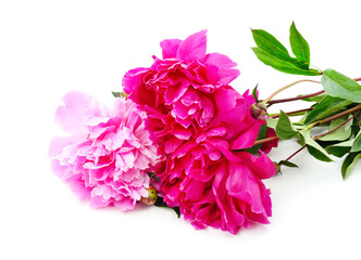 Three beautiful peonies.