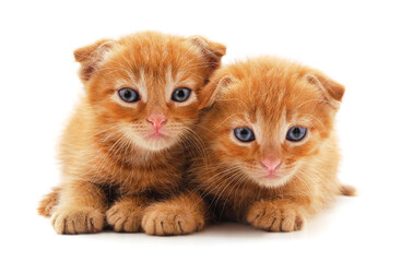 Two small kittens.