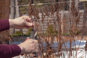 Pruning dry branches with secateurs. Seasonal garden work.
