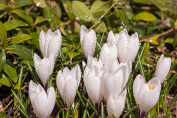 Beautiful spring background. A group of crocuses flowers in the meadow. selective focus