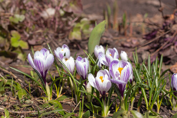 Beautiful spring background. A group of crocuses flowers in the meadow. selective focus