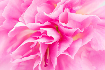 Closeup picture of pink carnation flower petal. Selective focus.