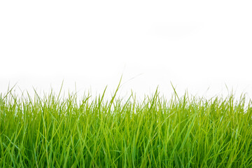 Frische Grashalme auf weißem Hintergrund