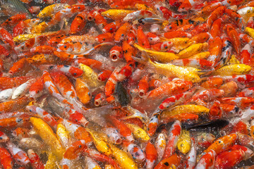 Colorful fancy carp fish, koi carps crowding together competing for food in the pond. They open their mouths to eat.