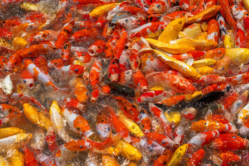 Colorful fancy carp fish, koi carps crowding together competing for food in the pond. They open their mouths to eat.