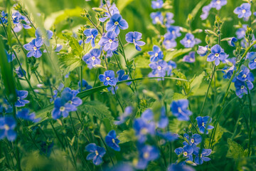 Beautiful blue flowers of Veronica chamaedrys (germander speedwell, bird's-eye speedwell, cat's eyes) - herbaceous perennial species of flowering plant in sunny day