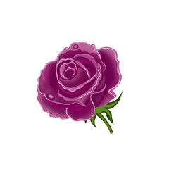 pink rose isolated on white