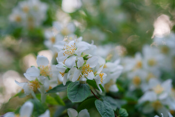 Blooming flowers, buds of a shrub plant