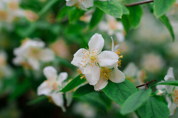 Blooming flowers, buds of a shrub plant