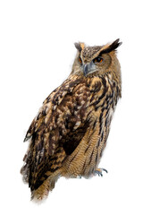 owl isolated on white
