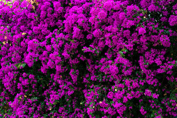 Obraz na płótnie Canvas beautifully colored flowering plants that grow naturally on wild land facades and farms