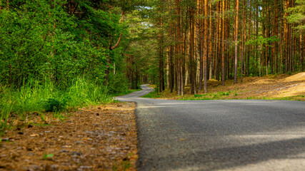 Road in a pine forest. A walk in the woods.