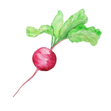 watercolor vegetable red radish