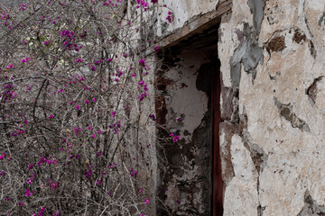old, old house entrance with rusty door and almost dry plant in the entrance flowered with nice colors,