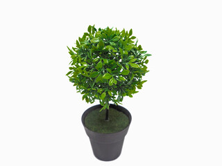 A small tree is placed in a black pot and placed on a white background.