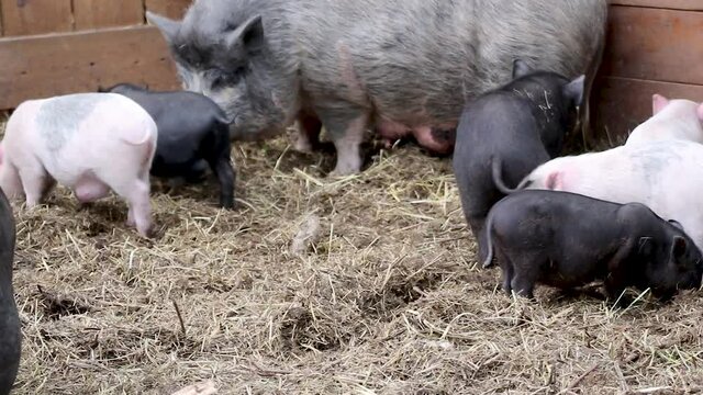 Little baby pigs with mother pig. Pink and black piglets feeding in straw on farm