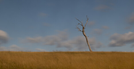 Dead tree in a grassy paddock on a windy day