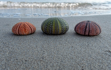 variety of colorful sea urchins on wet sand beach by the seaside