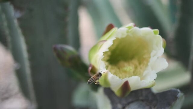 Bees flying around a cactus flower pollenating.Close up Golan hights. Kubo