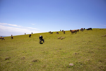 herd of cows on hill