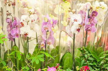 White orchid. Potted flower. Flower business. Multi-colored bouquet. Selective focus. Macro photo