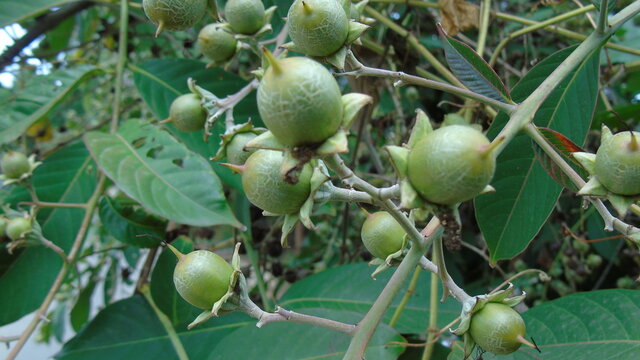 green olives on tree