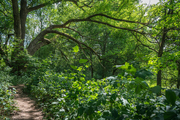 Mighty branches span the path in the thickets of the riparian forests. The sun barely illuminates the scene.