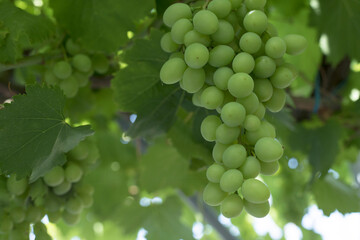 grapes on vine