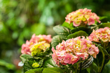Hydrangea in a pot Potted flower. Flower business. Multi-colored bouquet. Selective focus. Macro photo