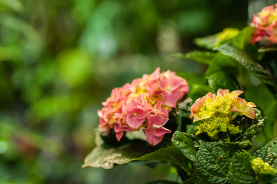 Hydrangea in a pot Potted flower. Flower business. Multi-colored bouquet. Selective focus. Macro photo