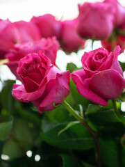 Fresh pink roses. Macro photo. Selective focus. White and pink roses.