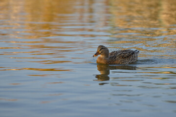 Duck swims in a pond in the evening in search and extraction of food.
