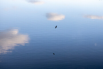 Fototapeta na wymiar the swift flies low over the smooth light water surface