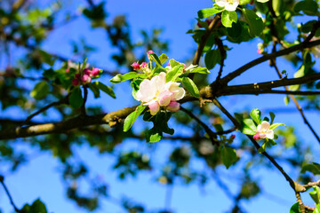 frühling, Apfelblüte