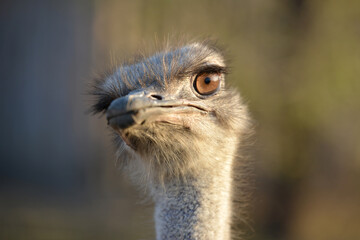Closeup portrait of a beautiful and cheerful ostrich, ostrich looks away with his head bowed.