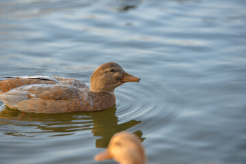 Wild duck swims in a pond, natural nature without people.