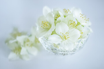 Jasmine flowers on a white background close-up. background with Jasmine flowers.