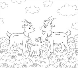 Small kid with a nanny goat and a he-goat walking on fresh grass of a pretty summer field with wildflowers on a wonderful warm day, black and white outline vector cartoon illustration