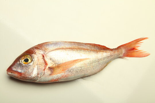 Pajel, Pagellus erythrinus. pescado común en mercados