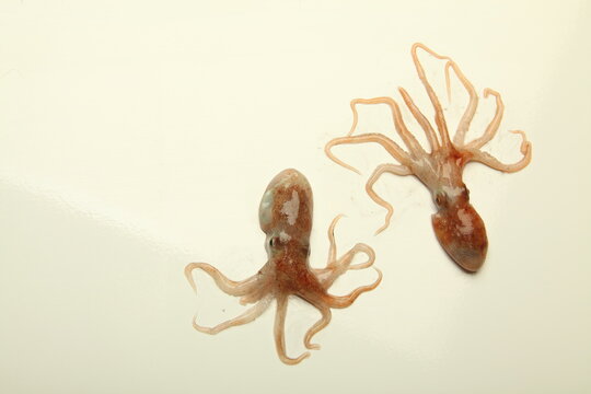Pulpitos frescos de pescader&iacute;a, g&eacute;nero Octopus.