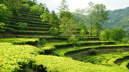 Junnan Tea Plantations,China