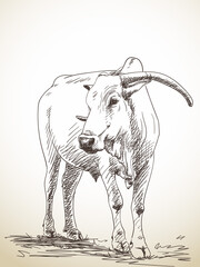 zebu cow