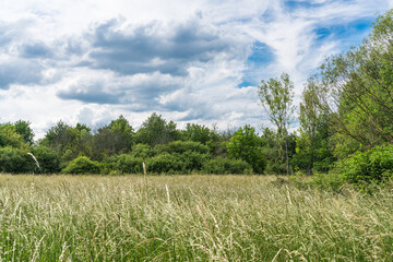 View across a wild grassy area to a grove on a beautiful summer day.