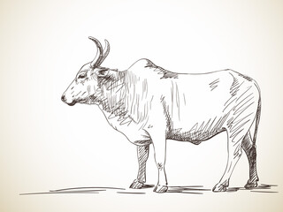 zebu cow