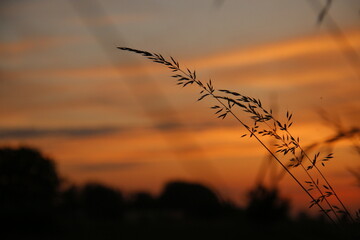 Fototapeta premium sunset in the field