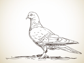 pigeon bird