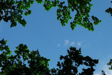 Blue sky and tree crowns