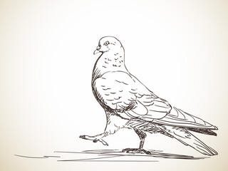 pigeon bird