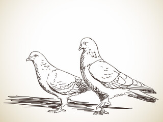 pigeon bird