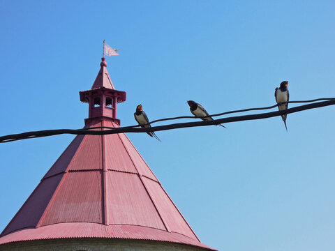 Chirping swallows sitting on the wire, and the tower of the fortress Oreshek on the background, Shlisselburg, Russia